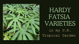 Fatsia varieties in my UK tropical style garden A few things you may not know [upl. by Dyan]