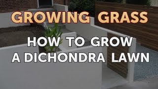 How to Grow a Dichondra Lawn [upl. by Eatnad792]