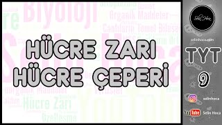 12 Hücre Zarı  Hücre Çeperi [upl. by Arela830]