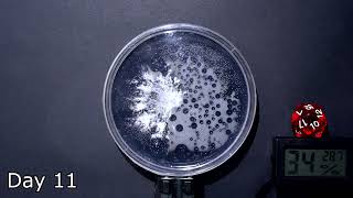 Time Lapse of Mycelium Growing On Agar [upl. by Pedaiah]