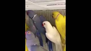 Beautiful Viral Parrots in the World shorts parrots birds foryou trending trendingvideo [upl. by Annasoh]