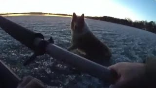 Border collie rescued from Chisago County lake [upl. by Solraced]