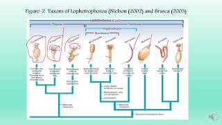 Lophotrochozoa and Phylum Cycliophora [upl. by Aldric]