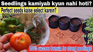 Tomato Green Chili Aur Capsicum Seedlings Ka 100 Kamiyab Tareeqa  100 Seedlings Success Secrets [upl. by Ventura785]