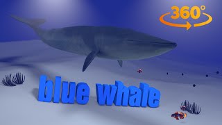 blue whale 3D 360 4K VR [upl. by Boony]