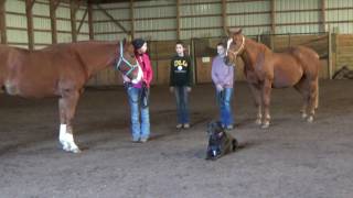 Beginner Showmanship at halter [upl. by Nyrok]