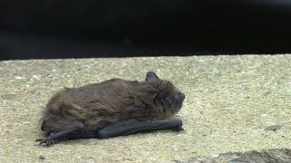 Common Pipistrelle Bat [upl. by Faro417]