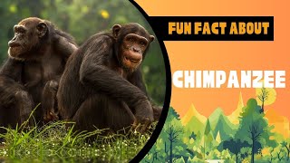 Explore the World of Chimpanzee Fun and Surprising Things [upl. by Luemas]