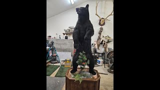 LifeSize Bear Mount [upl. by Aytida525]