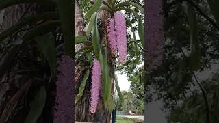 Foxtail orchid Rhynchostylis retusa L Blume in Assamfoxtail orchid Assam [upl. by Eiltan380]