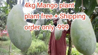 4kg Mango Plant Grow Your Roof Top Garden [upl. by Aneekat347]