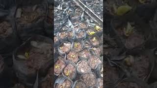 Bibit Mangrove jenis Sonneratia n Avicennia tumbuh baikPokmas BAA Teluk Siabang Nias Utara [upl. by Arbmat]