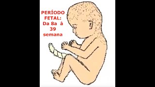 PERIODO FETAL [upl. by Lavella547]