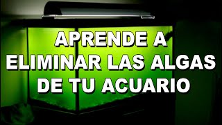 ALGAS EN EL ACUARIO Por qué aparecen y como eliminarlas ✔️ Guía de 9 tipos de algas [upl. by Klinger]