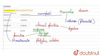 Prototheria have evolved from [upl. by Assenaj]