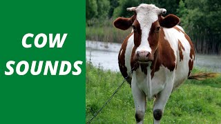 COW SOUNDS  Learn Animals Sounds  Domestic Animals  Cow Noise Shorts [upl. by Lanor]