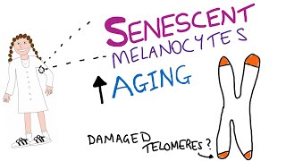 How senescent cells drive skin aging [upl. by Winikka627]