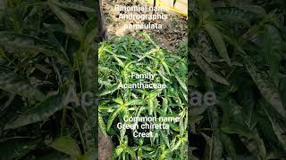 Youtube shorts  Binomial name and plant identification  Botanical adventure  green chiretta [upl. by Uphemia]