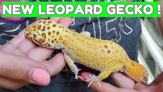 New Leopard Gecko  Kalico Gecko 🦎 [upl. by Polito]