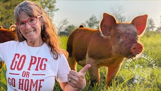 Raising Feeder Pigs  Freezers Almost Empty [upl. by Sivlek78]