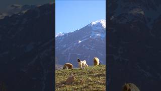 Bakhtiari nomads in the middle of the Zagros mountain rangeعشایر بختیاری در میان رشته کوه زاگرس [upl. by Ronnie]