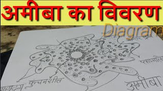 Amoeba Diagram and Introduction आकार रंग प्रचलन आवास उत्सर्जन जनन भोजन तथा अन्य विवरण तथा वर्गीकरण [upl. by Koziel43]