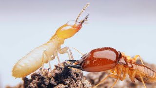 Termites home and control termites [upl. by Lindeberg]