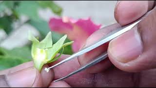 Semi technical description of a bisexual flower  Dissection of hibiscus flower  Parts of a flower [upl. by Etnaik]