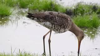 BlackTailed Godwit [upl. by Jackie]