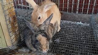 Rabbit Breeding The perfect fall off [upl. by Aube]