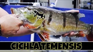 CATCHING amp moving 3 TEMENSIS PEACOCK BASS to the MEGA TANK part 2 [upl. by Annaul]