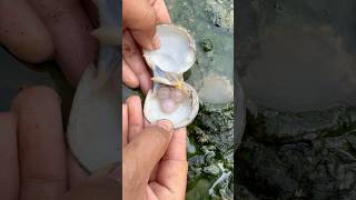 Unbredictdble pearls in clam found bgmi pearl clam [upl. by Shannon136]