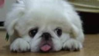 SLEEPY WHITE PEKINGESE ふかふかペキニーズ、ねむい。 [upl. by Marka]