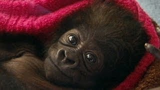 Cute Baby Gorilla Raised by Human Moms at Cincinnati Zoo [upl. by Ecirtac]