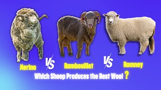 The Battle for BEST Wool Begins  Merino vs Rambouillet vs Romney Sheep [upl. by Eeleimaj]