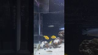 New Setup For My Cichlid🥹aquabeast aquarium twolessfishinthesea onefishtwofishredfishbluefish [upl. by Ness748]