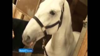 Lipizzaner Stallions Horse Dancing Showflv [upl. by Omar]