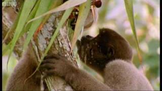 Drinking monkeys amp bathing birds  Wild South America  BBC [upl. by Carlynne]