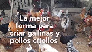 la forma más económica para criar gallinas y pollos criollos [upl. by Earahs]