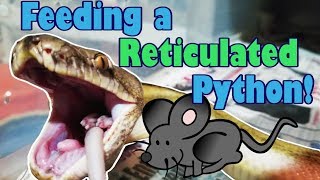 Feed My Pet Friday Reticulated Python [upl. by Ahsilav]