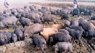 Biggest wild pigs grazing bangladeshPigs eating in the fieldVillage pigs Farm [upl. by Nart296]