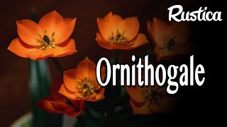 L’Ornithogalum [upl. by Atnoed]