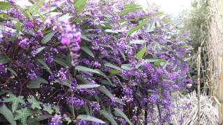 GLYCINE AUSTRALIENNE SALSEPAREILLE AUSTRALIENNE HARDENBERGIE VIOLACÉE Hardenbergia violacea [upl. by Holey]