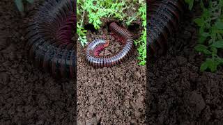 The millipede hide in the hole😨😱 arthropods millipede scary shorts [upl. by Annaicul761]