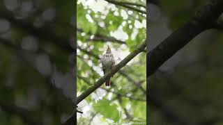 Wood Thrush singing [upl. by Esyned]