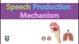 Speech Production Mechanism [upl. by Morgan480]