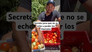 El Secreto para Conservar Tomates Todo el Año shorts youtubeshorts cortos [upl. by Darce]