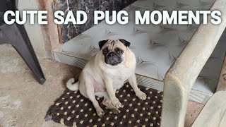 My Pug is sad when Im not home 😭🐶  cute sad dog moments  dog crying after seeing owner [upl. by Ayekim]