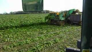 3 row armer pulling fodder beet [upl. by Lamhaj698]