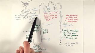 A2 Biology  Selective reabsorption OCR A Chapter 155 [upl. by Gemmell]